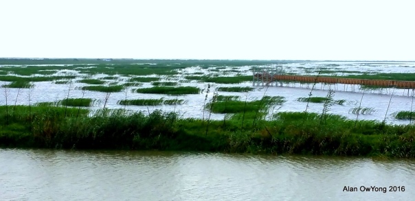 Reed beds at Poyang Lake