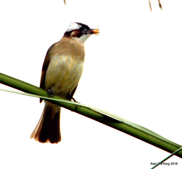 Light-vented Bulbul with a beetle for its chick.